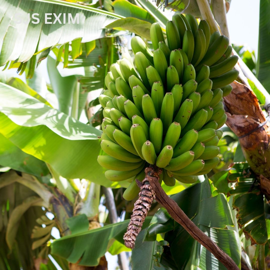 Cavendish banana