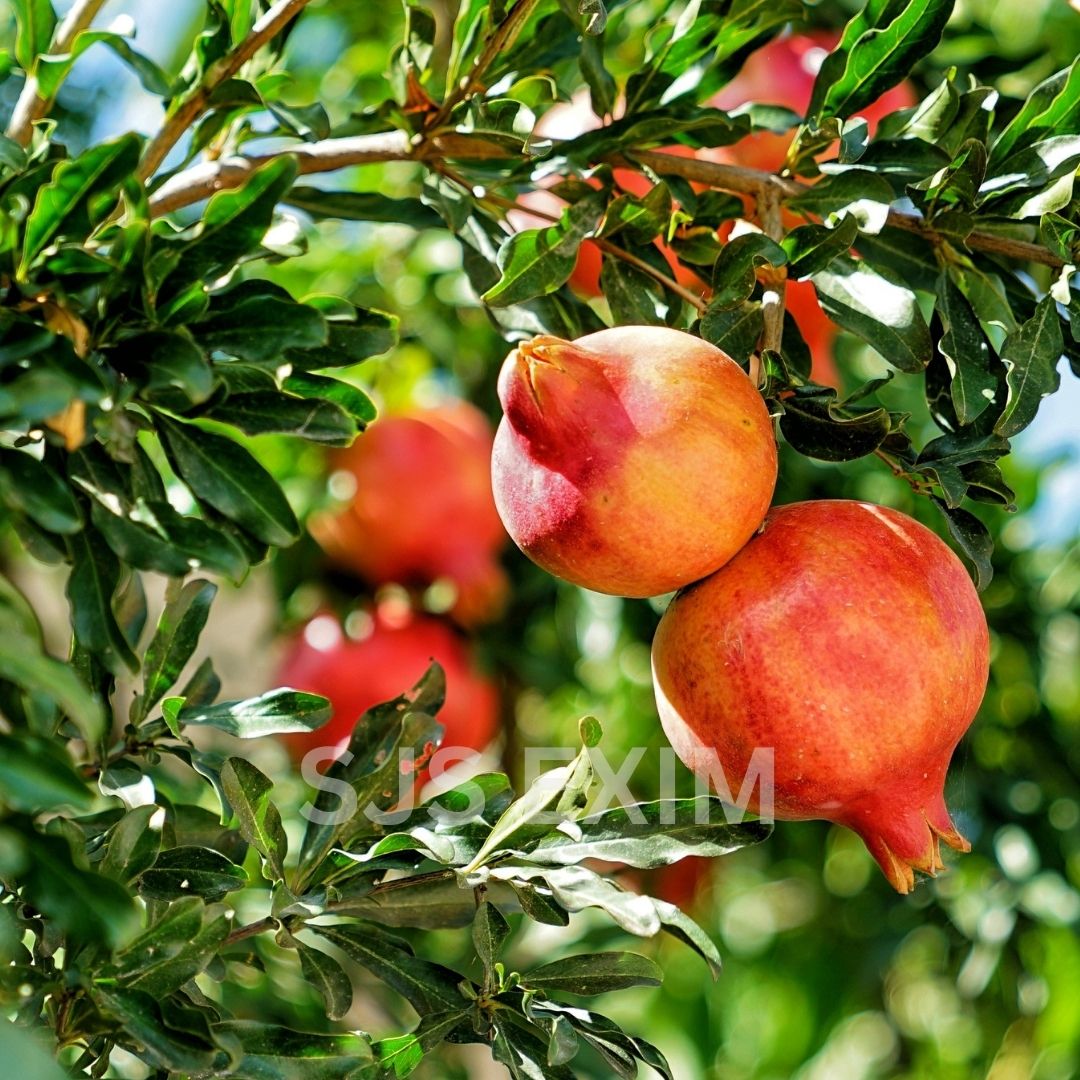 Pomegranate - Image 2