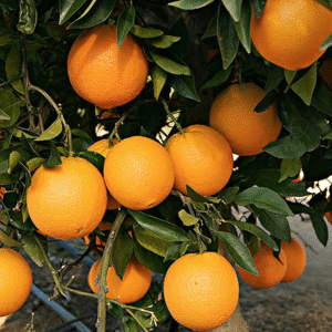 Valencia Orange